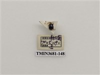 藏品(鞘翅目(1))的圖片